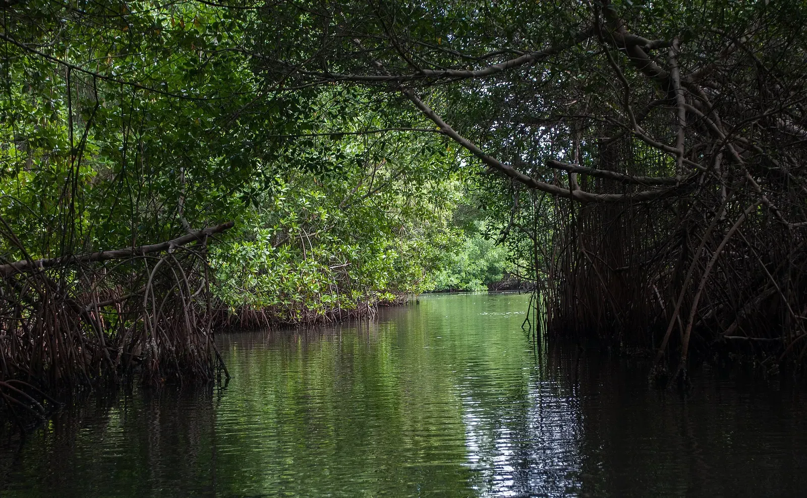 Parque Nacional Laguna de La Restinga, Isla de Margarita